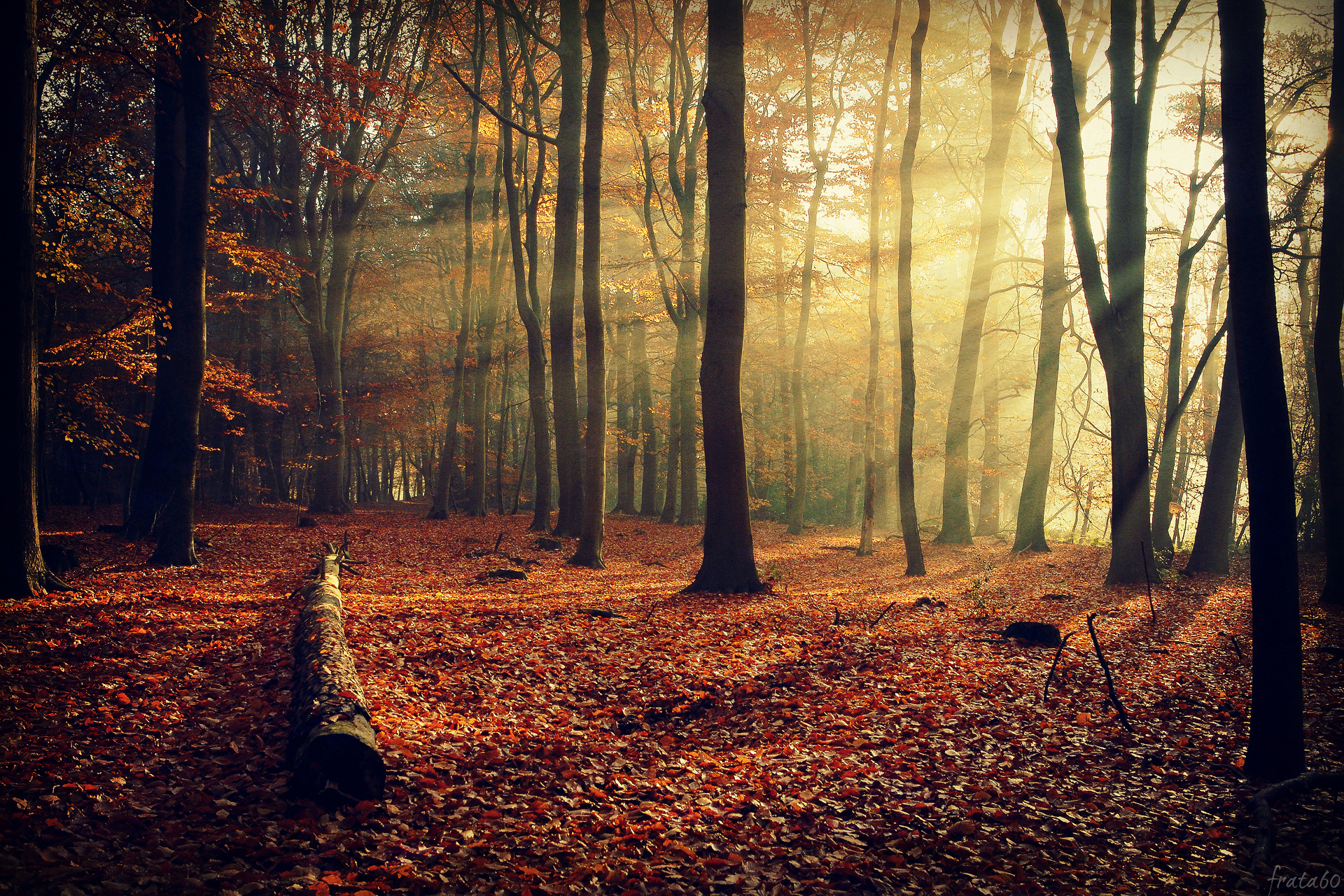 nature, Forest, Landscapes, Autumn, Fall, Seasons, Trees Wallpaper