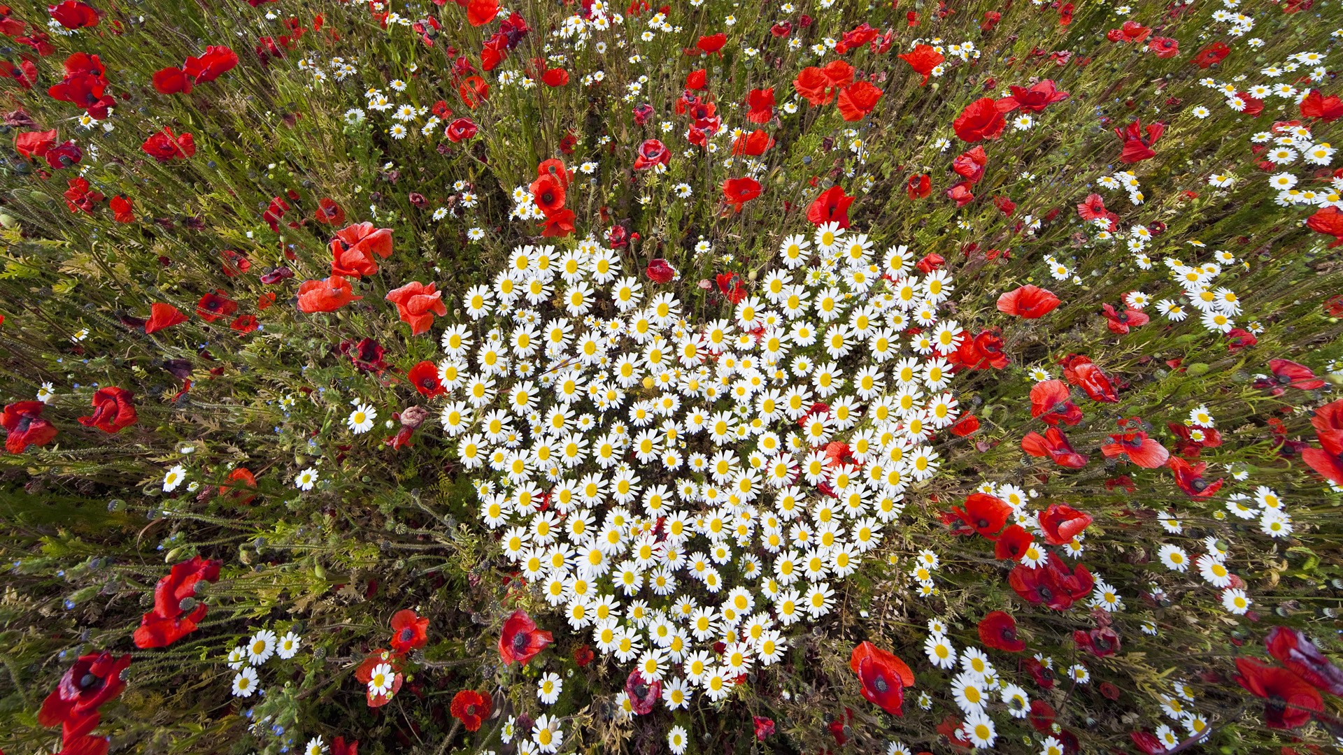 flowers, Hearts Wallpaper