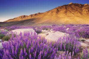 violet, California, Nevada, Range, Bushes, Sierra
