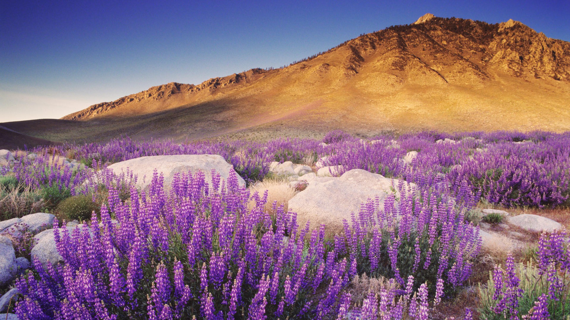 violet, California, Nevada, Range, Bushes, Sierra Wallpaper