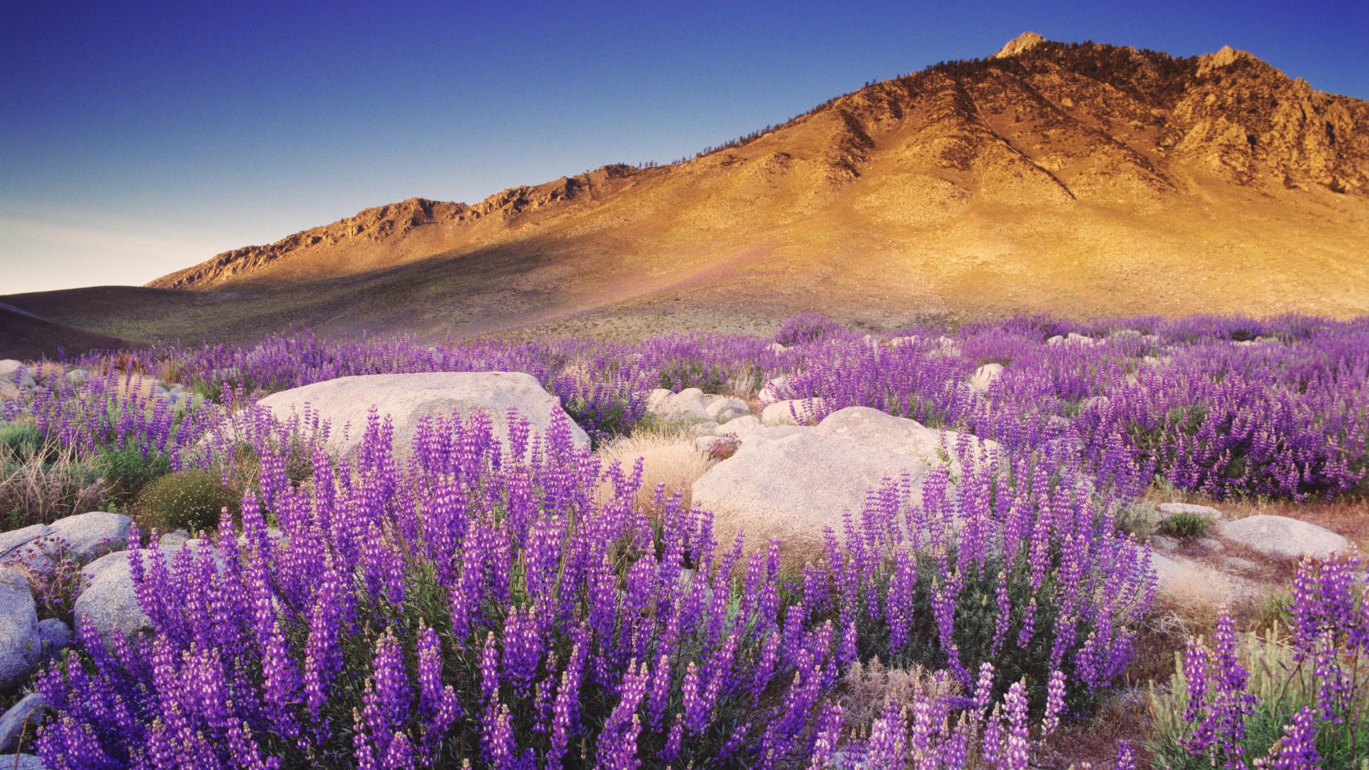 violet, California, Nevada, Range, Bushes, Sierra Wallpaper