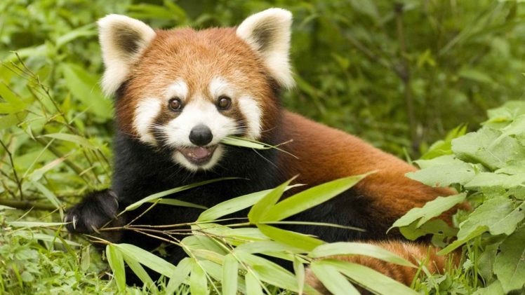 nature, China, Animals, Bamboo, Red, Pandas, Eating HD Wallpaper Desktop Background