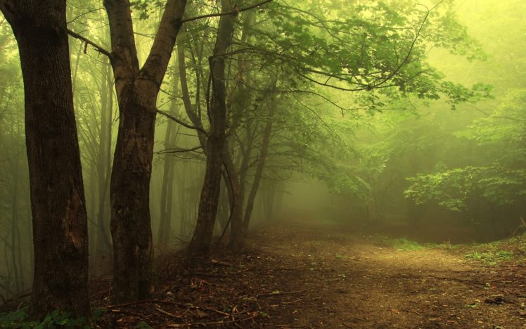 landscapes, Nature, Forests, Mist HD Wallpaper Desktop Background