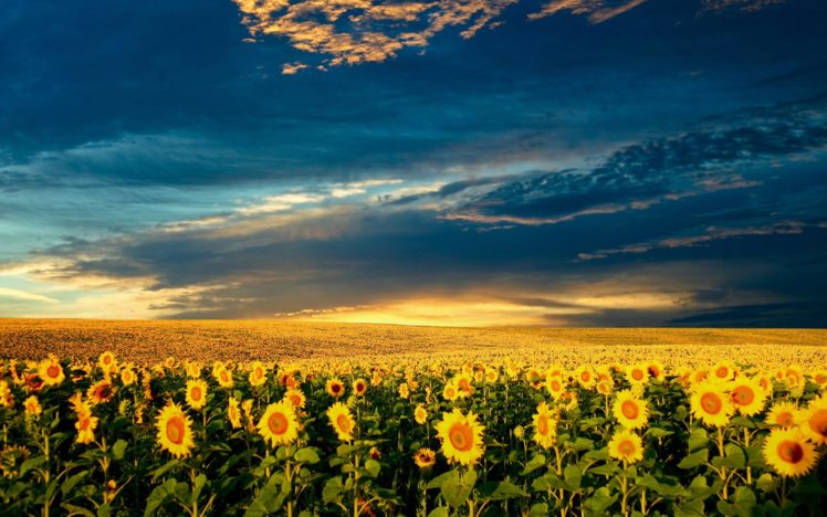 clouds, Nature, Flowers, Garden, Meadows, Sunflowers HD Wallpaper Desktop Background
