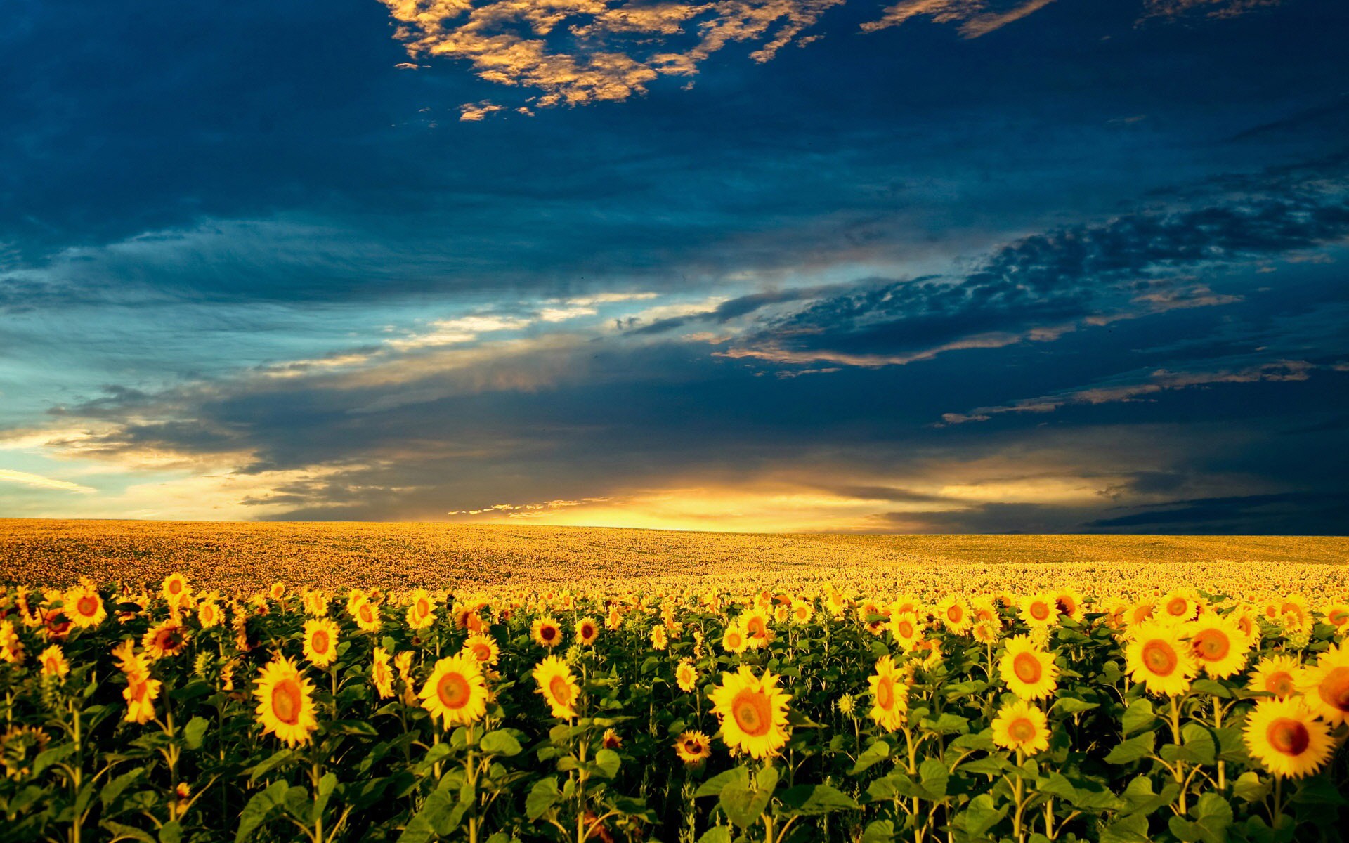 clouds, Nature, Flowers, Garden, Meadows, Sunflowers Wallpaper