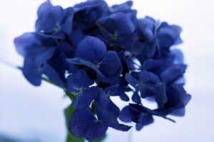 flowers, Blue, Flowers, Hydrangeas