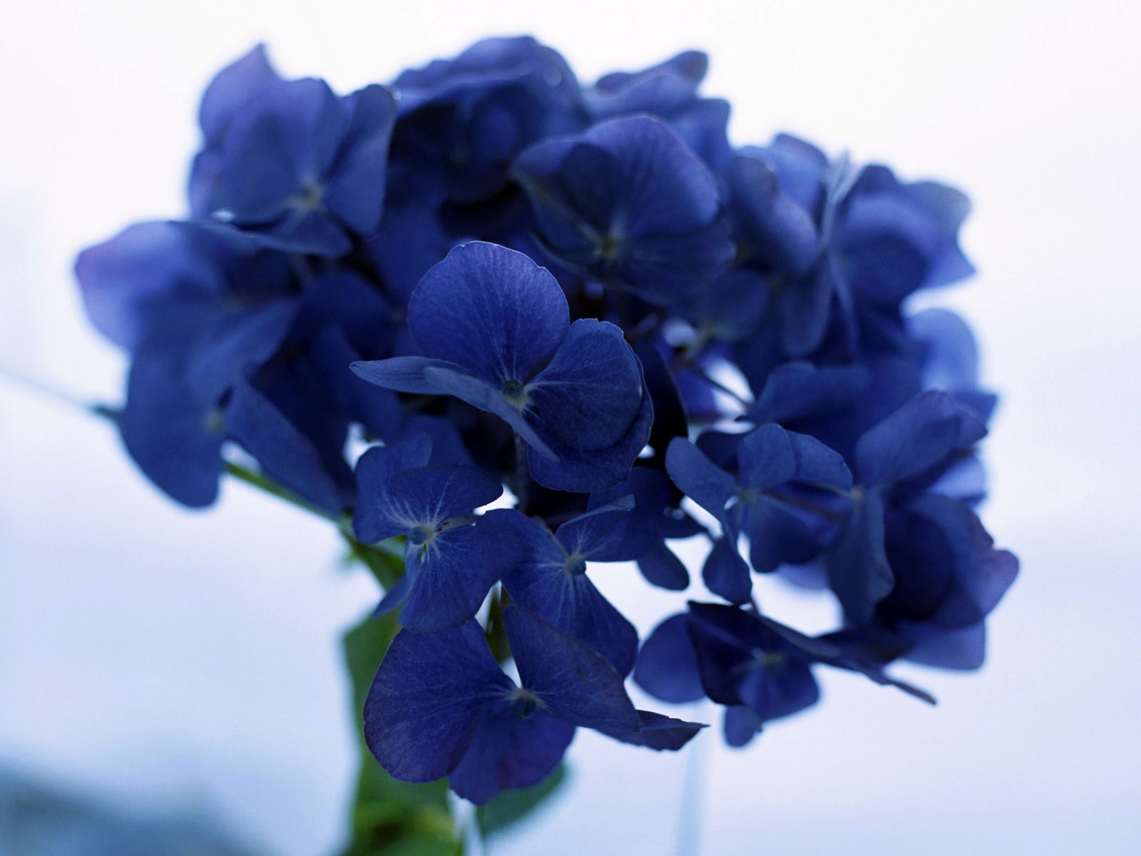 flowers, Blue, Flowers, Hydrangeas Wallpaper