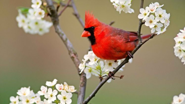 birds, Blossoms, Cardinal, White, Flowers, Northern, Cardinal HD Wallpaper Desktop Background