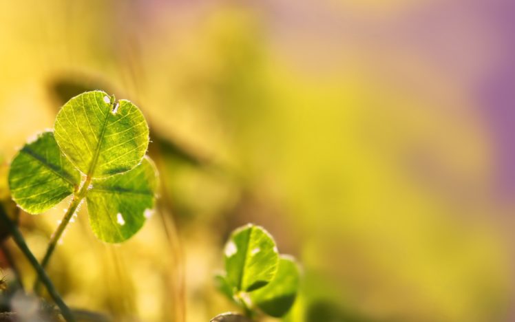 nature, Plants, Macro, Clover HD Wallpaper Desktop Background
