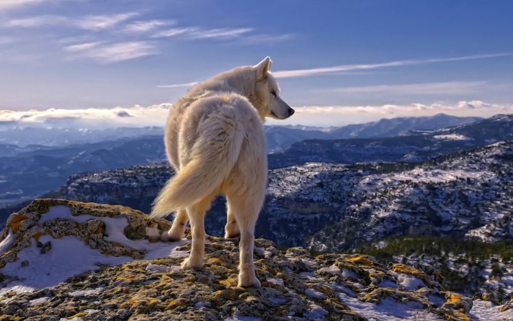 landscapes, Nature, Wolves, Mountains, Scenic, Cg, Manipulations, Digital art HD Wallpaper Desktop Background