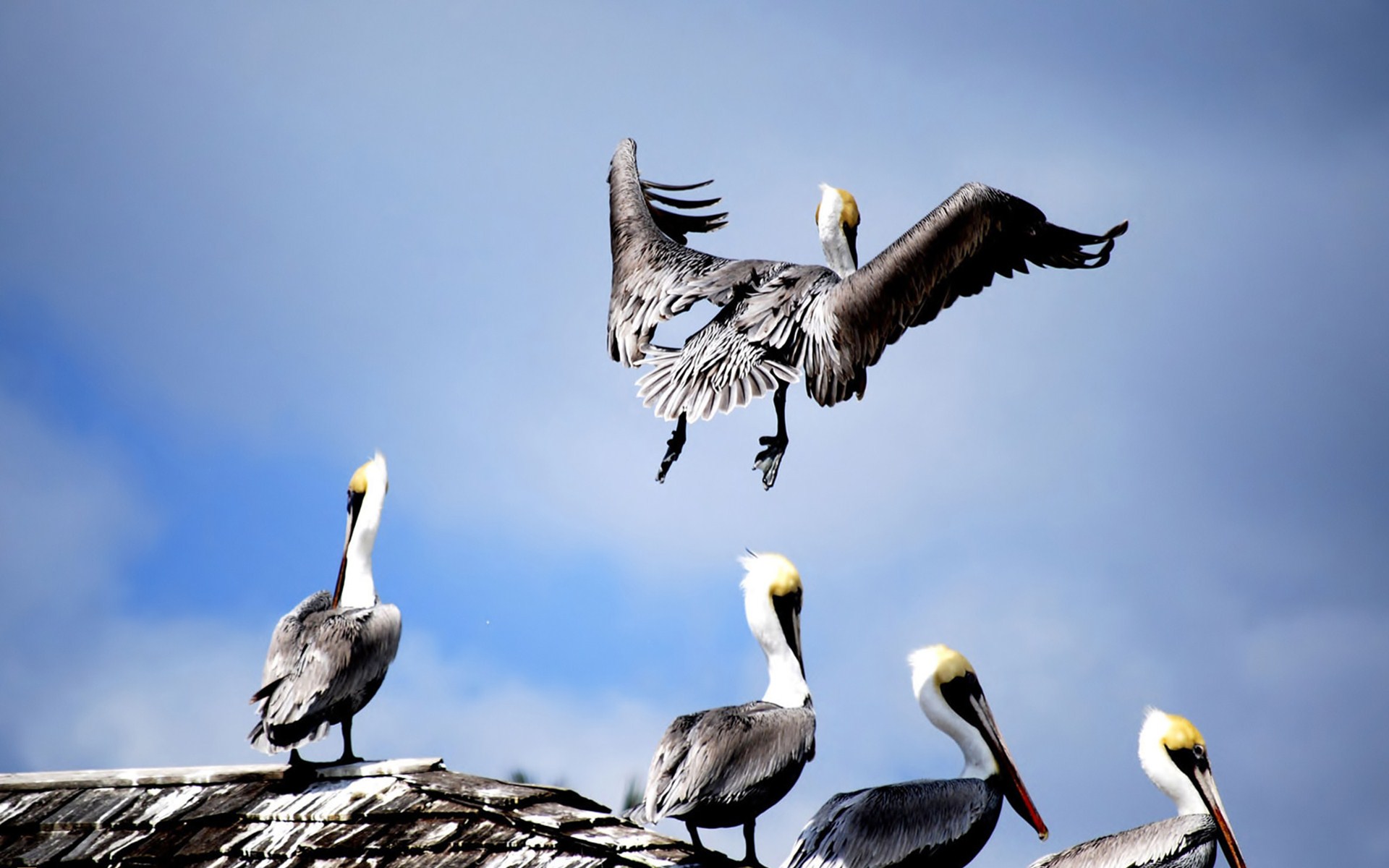 nature, Animal, Bird, Water, National, Geographic, Green, Hd, Wallpapers Wallpaper
