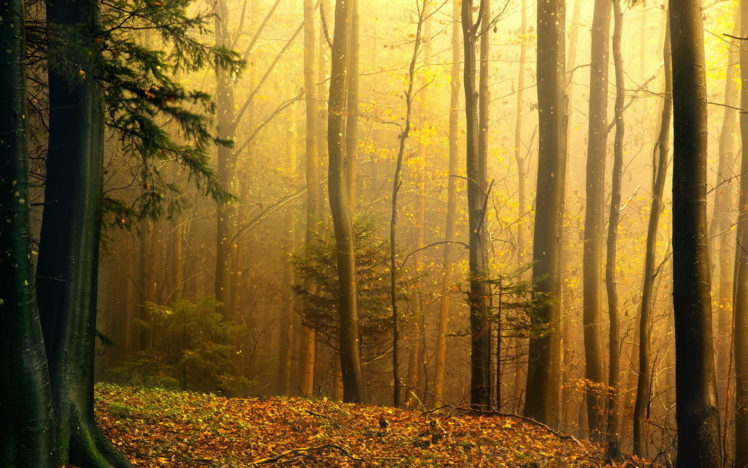 nature, Trees, Forest, Autumn, Fall, Seasons HD Wallpaper Desktop Background