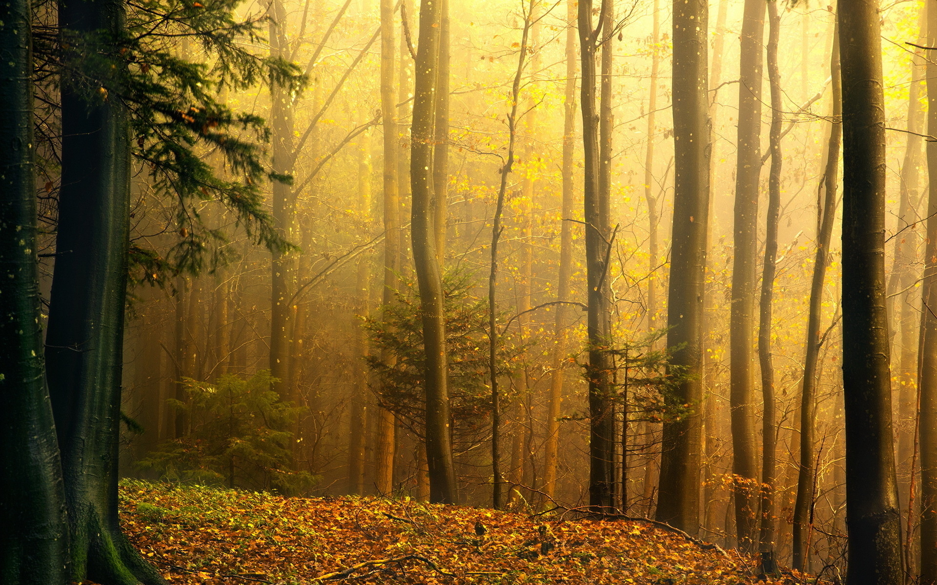 nature, Trees, Forest, Autumn, Fall, Seasons Wallpaper