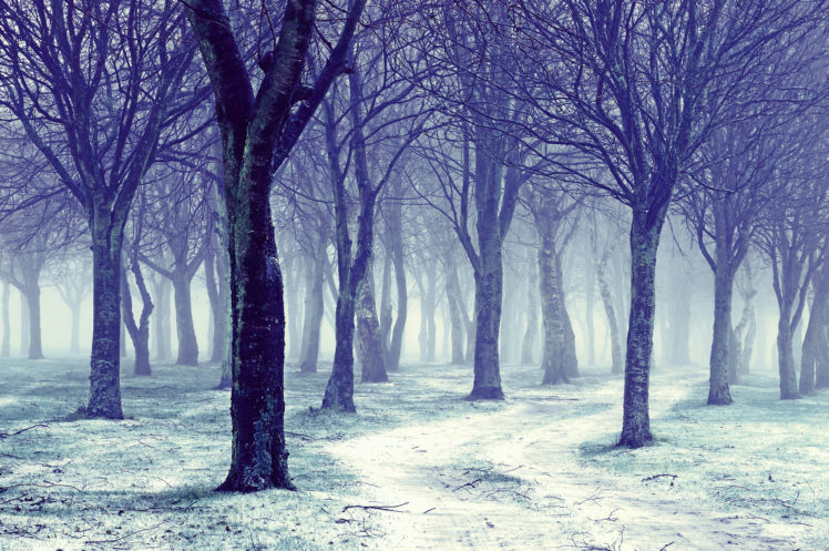 landscapes, Nature, Trees, Forests, Winter, Seasons HD Wallpaper Desktop Background