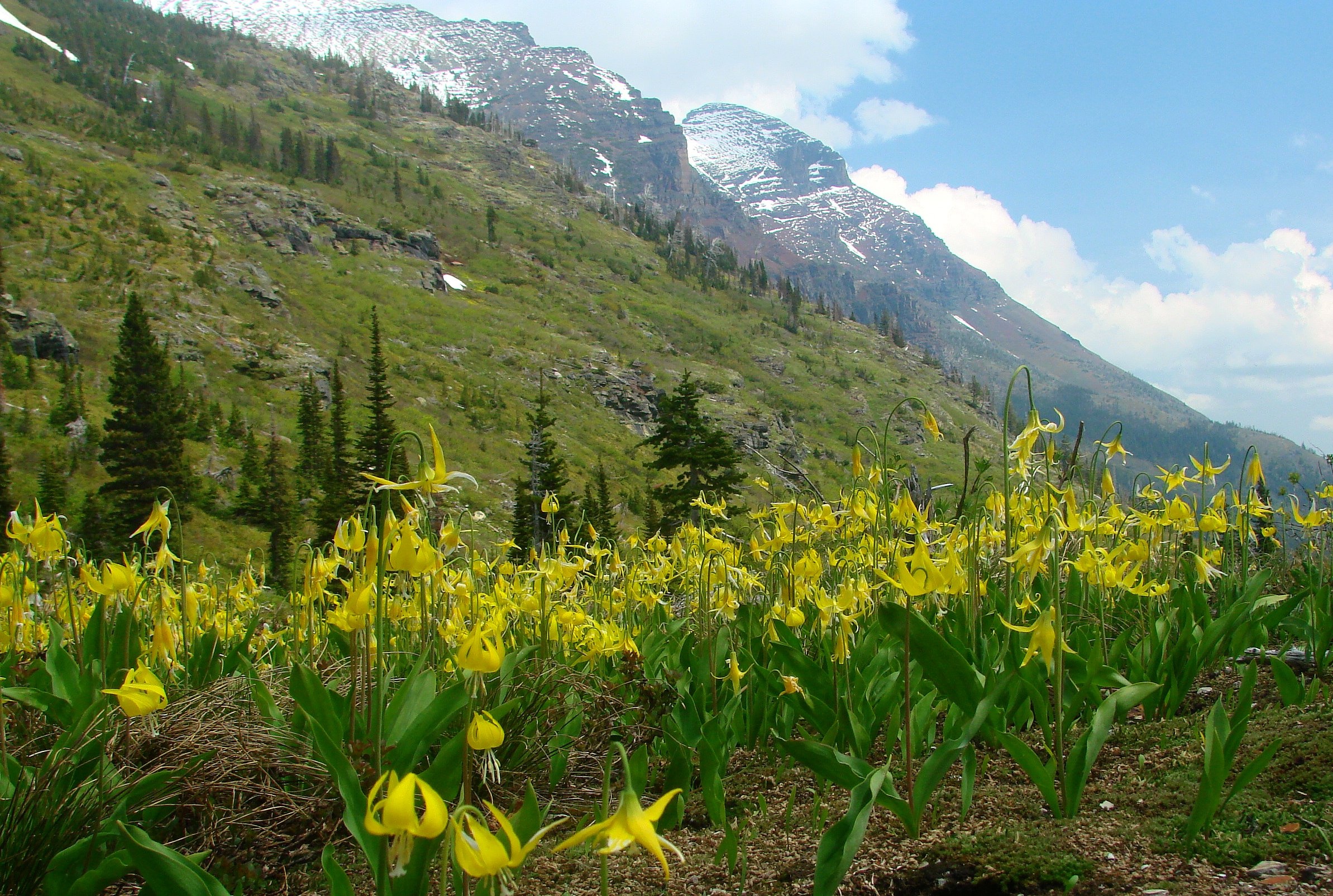 glacier, National, Park, Montana, Usa Wallpaper