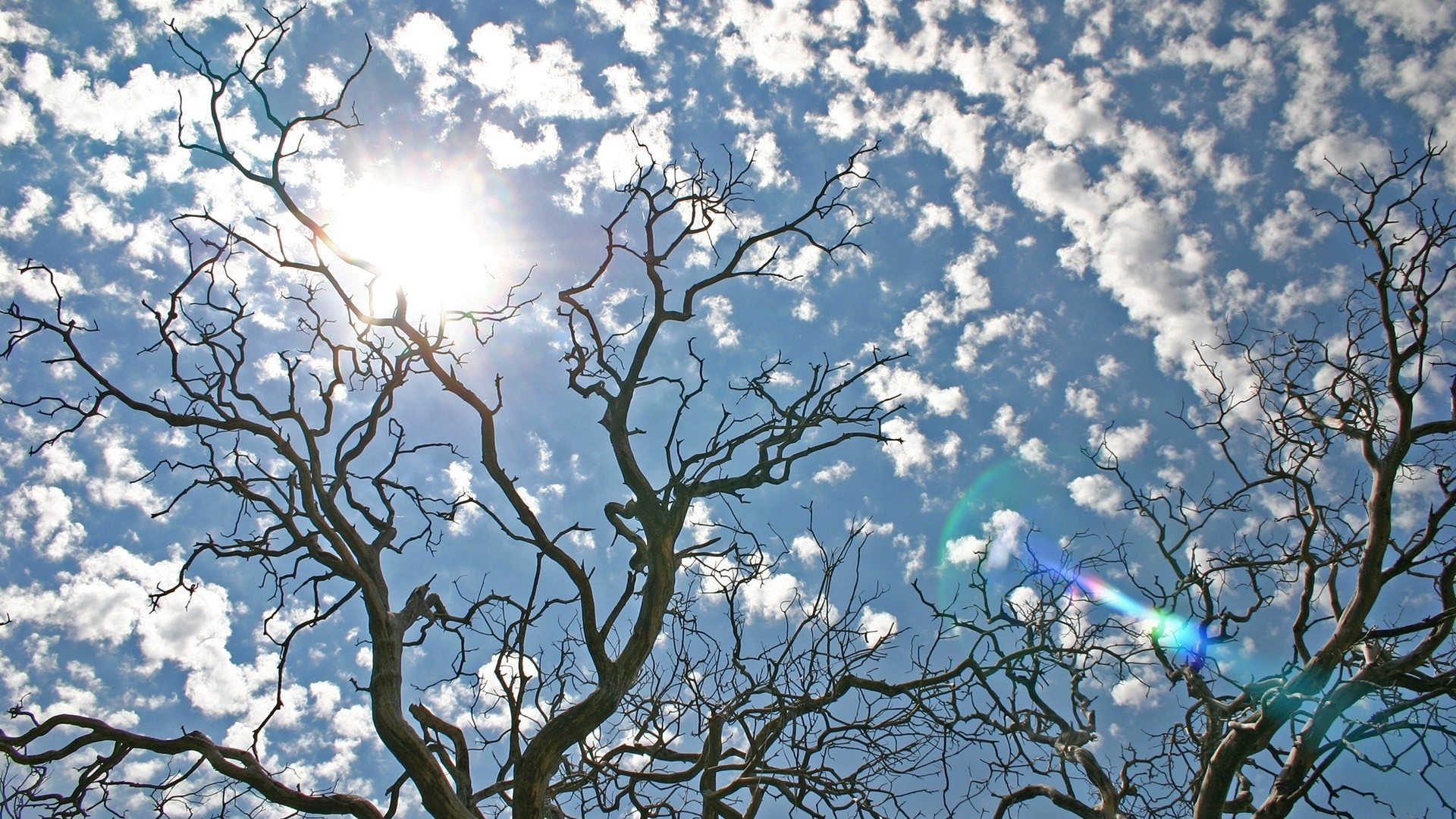 sun, Sky, Nature, Trees, Clouds Wallpaper