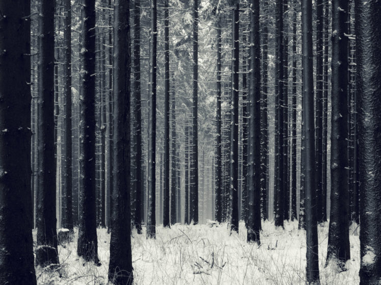 nature, Landscapes, Trees, Forests, Winter, Snow, Seasonal HD Wallpaper Desktop Background