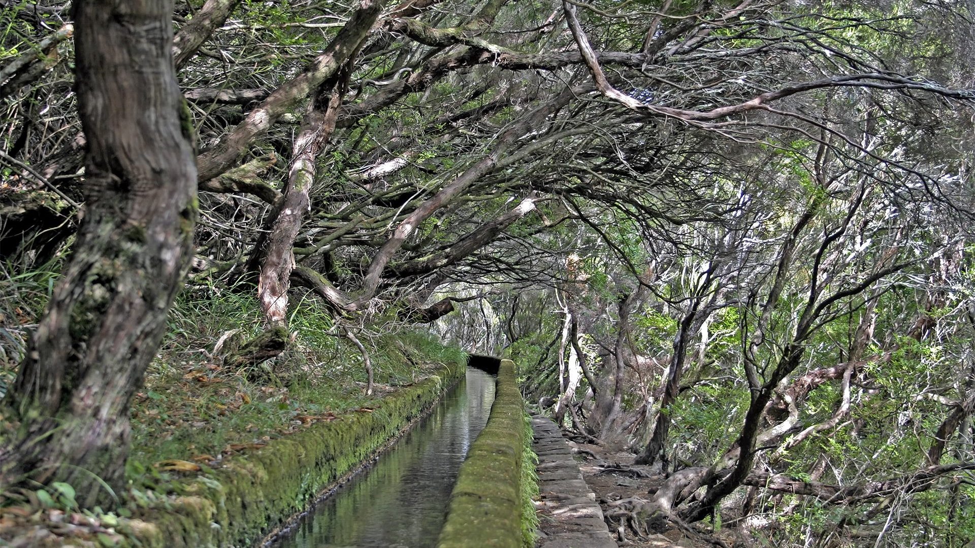 landscapes, Trees, Forests, Waterways, Water Wallpaper