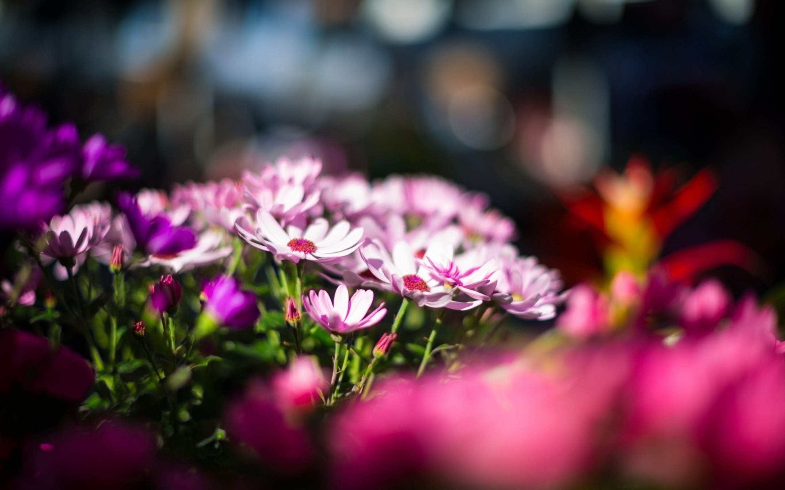 nature, Flowers, Depth, Of, Field Wallpaper