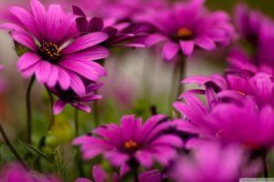 nature, Flowers, Pink, Flowers, Daisies