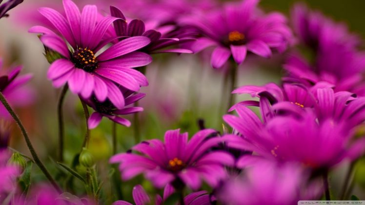 nature, Flowers, Pink, Flowers, Daisies HD Wallpaper Desktop Background