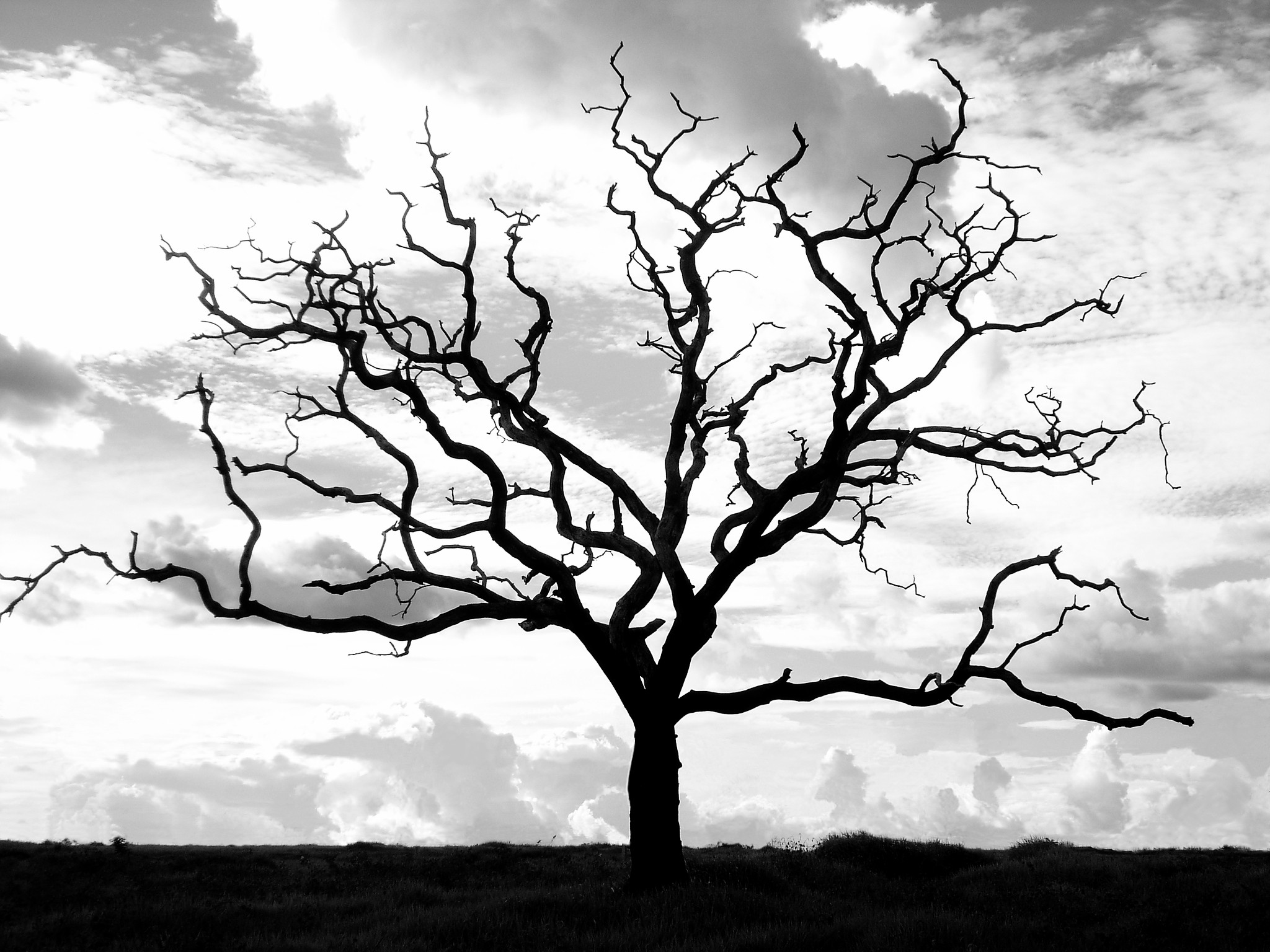 nature Wallpaper
