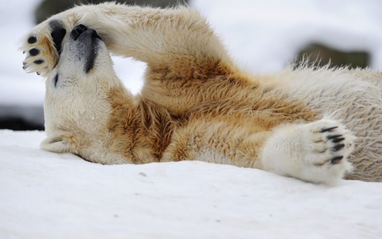 animals, Bears, Polar, Bears HD Wallpaper Desktop Background