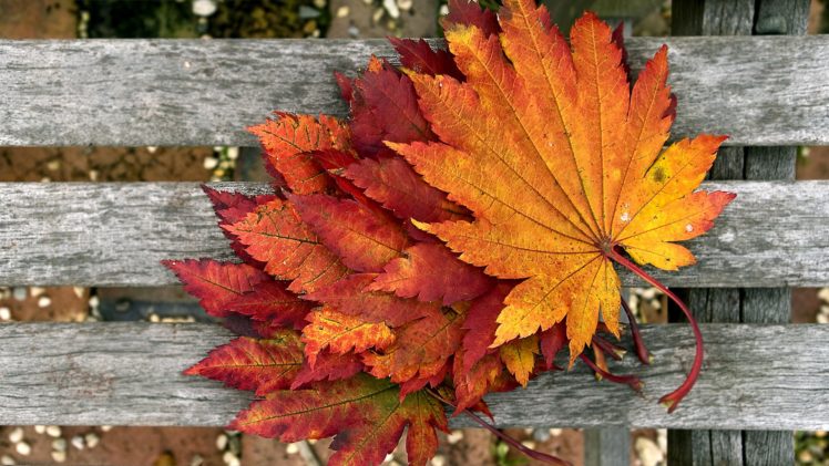 autumn, Leaves, Bench HD Wallpaper Desktop Background