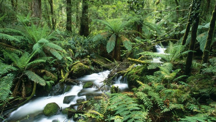 landscapes, Forests, Australia, Ferns, National, Park HD Wallpaper Desktop Background