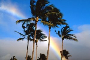 rainbows, Palm, Trees