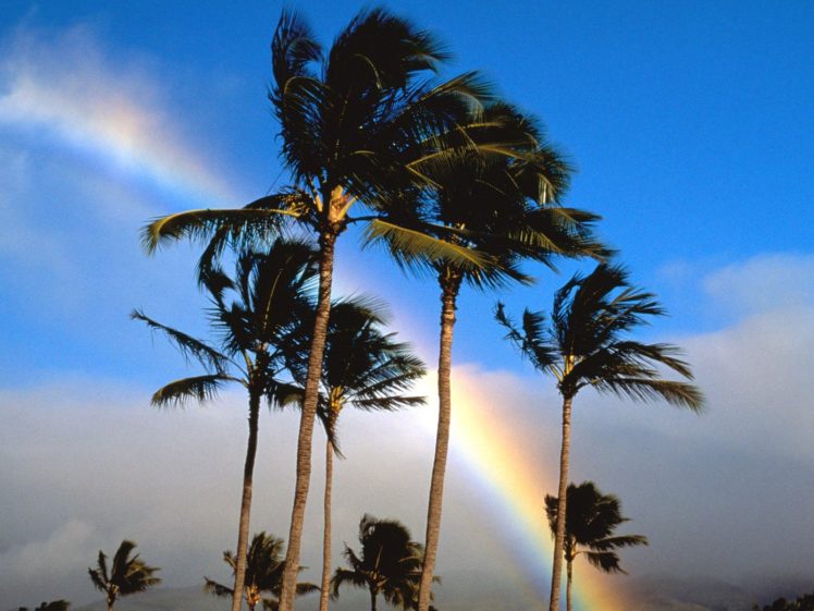 rainbows, Palm, Trees HD Wallpaper Desktop Background