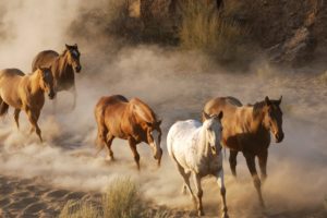 animals, Dust, Horses