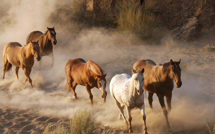 animals, Dust, Horses HD Wallpaper Desktop Background