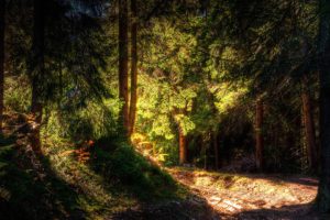 light, Nature, Trees, Forests, Shadows, Hdr, Photography