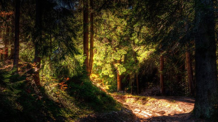 light, Nature, Trees, Forests, Shadows, Hdr, Photography HD Wallpaper Desktop Background