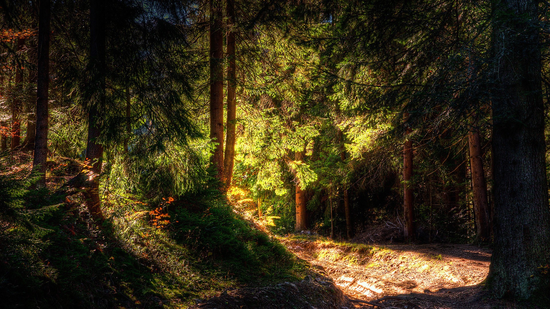 light, Nature, Trees, Forests, Shadows, Hdr, Photography Wallpaper