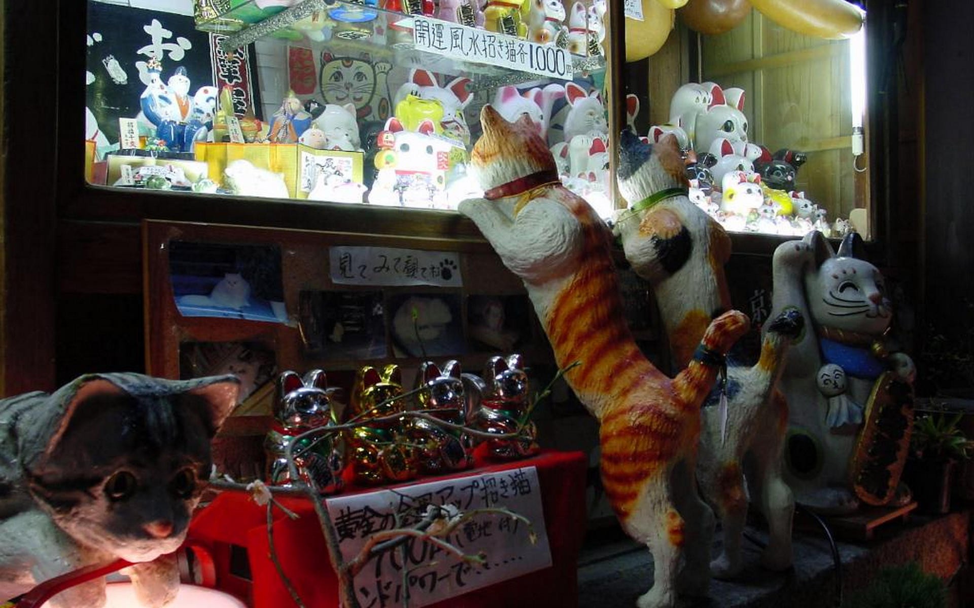 japan, Cats Wallpaper