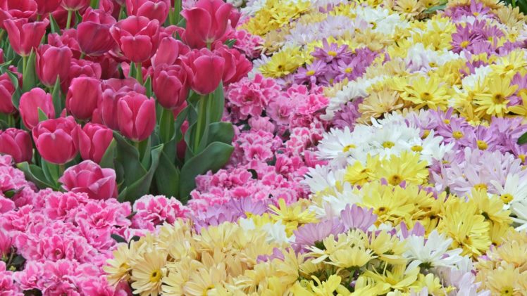 nature, Flowers, Tulips HD Wallpaper Desktop Background