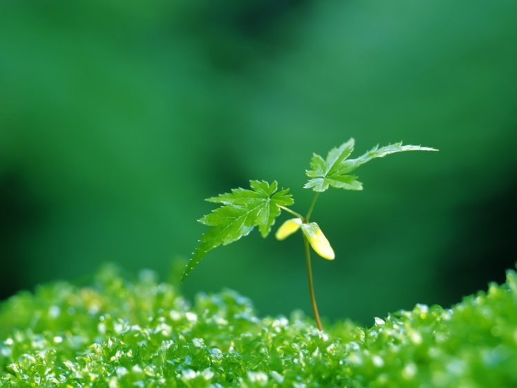 green, Nature, Plants HD Wallpaper Desktop Background