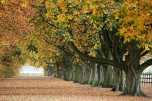 trees, Autumn, Leaves, Paths, Fallen, Leaves