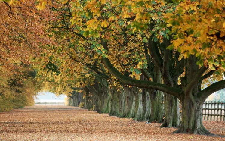 trees, Autumn, Leaves, Paths, Fallen, Leaves HD Wallpaper Desktop Background