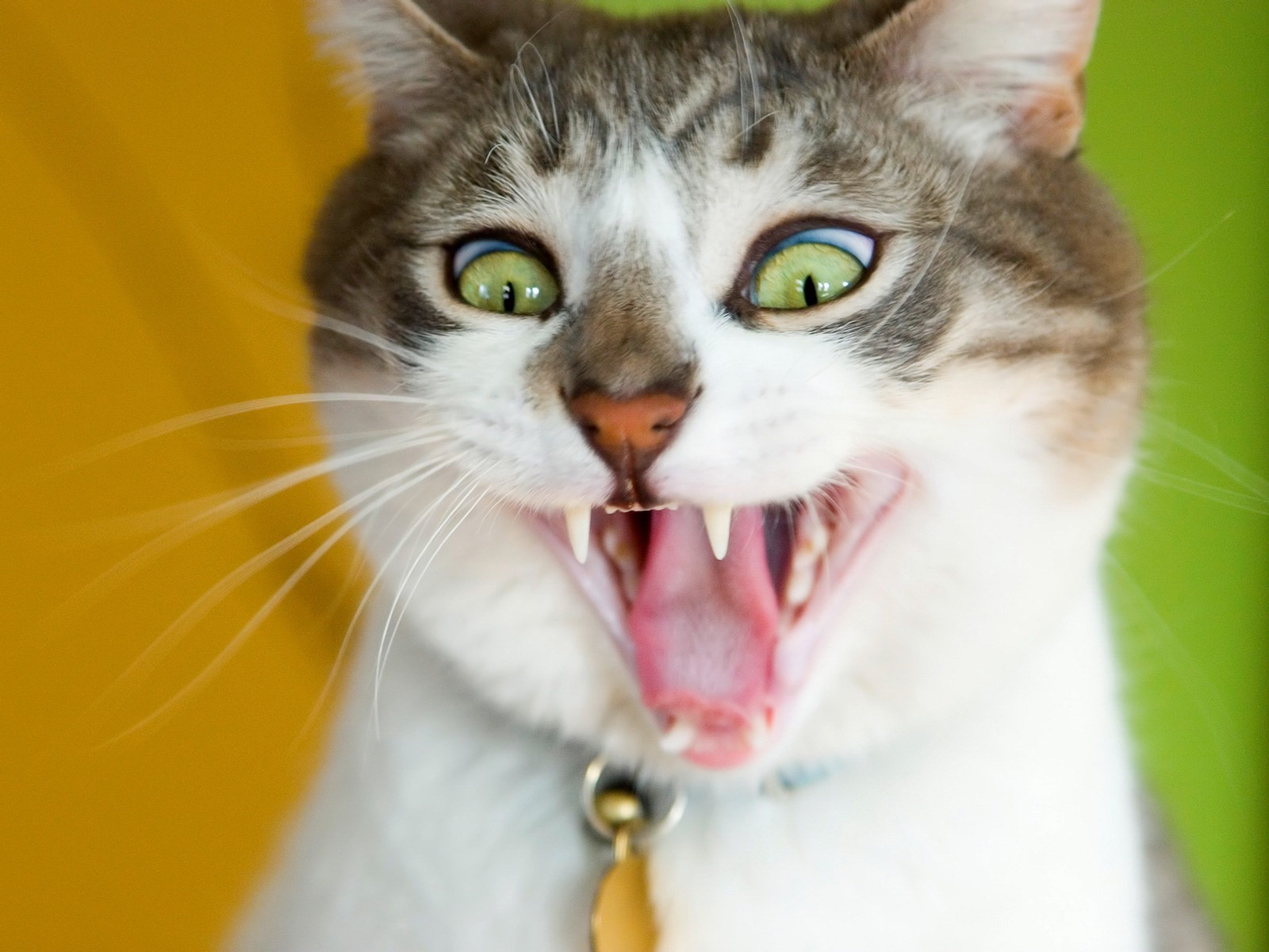cats Wallpaper