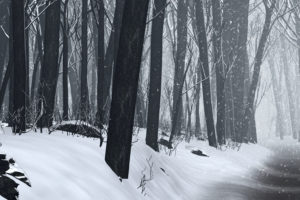 snow, Forests, Cgi