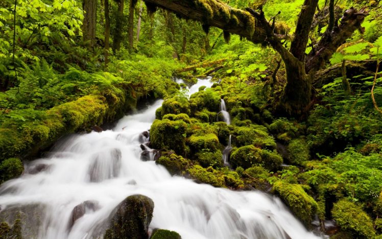 landscapes, Nature, Forests, Jungles, Rivers, Streams, Green, Water HD Wallpaper Desktop Background
