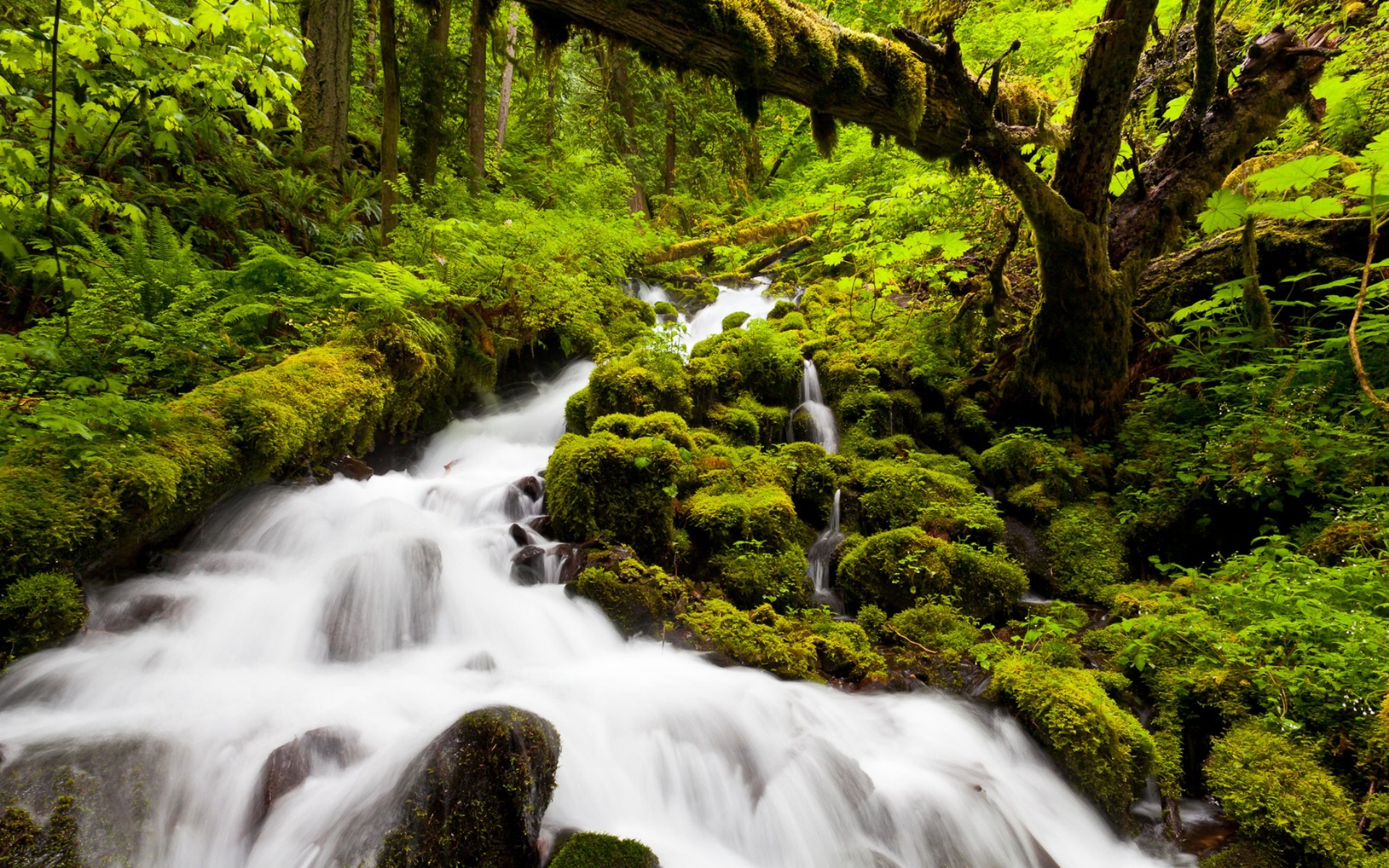 landscapes, Nature, Forests, Jungles, Rivers, Streams, Green, Water Wallpaper