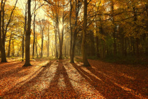 landscapes, Trees, Forests, Autumn, Fall, Leaves, Sunlight, Sunbeams, Seasonal