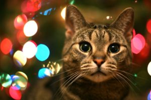 cats, Animals, Christmas, Bokeh
