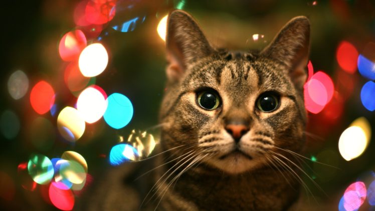 cats, Animals, Christmas, Bokeh HD Wallpaper Desktop Background
