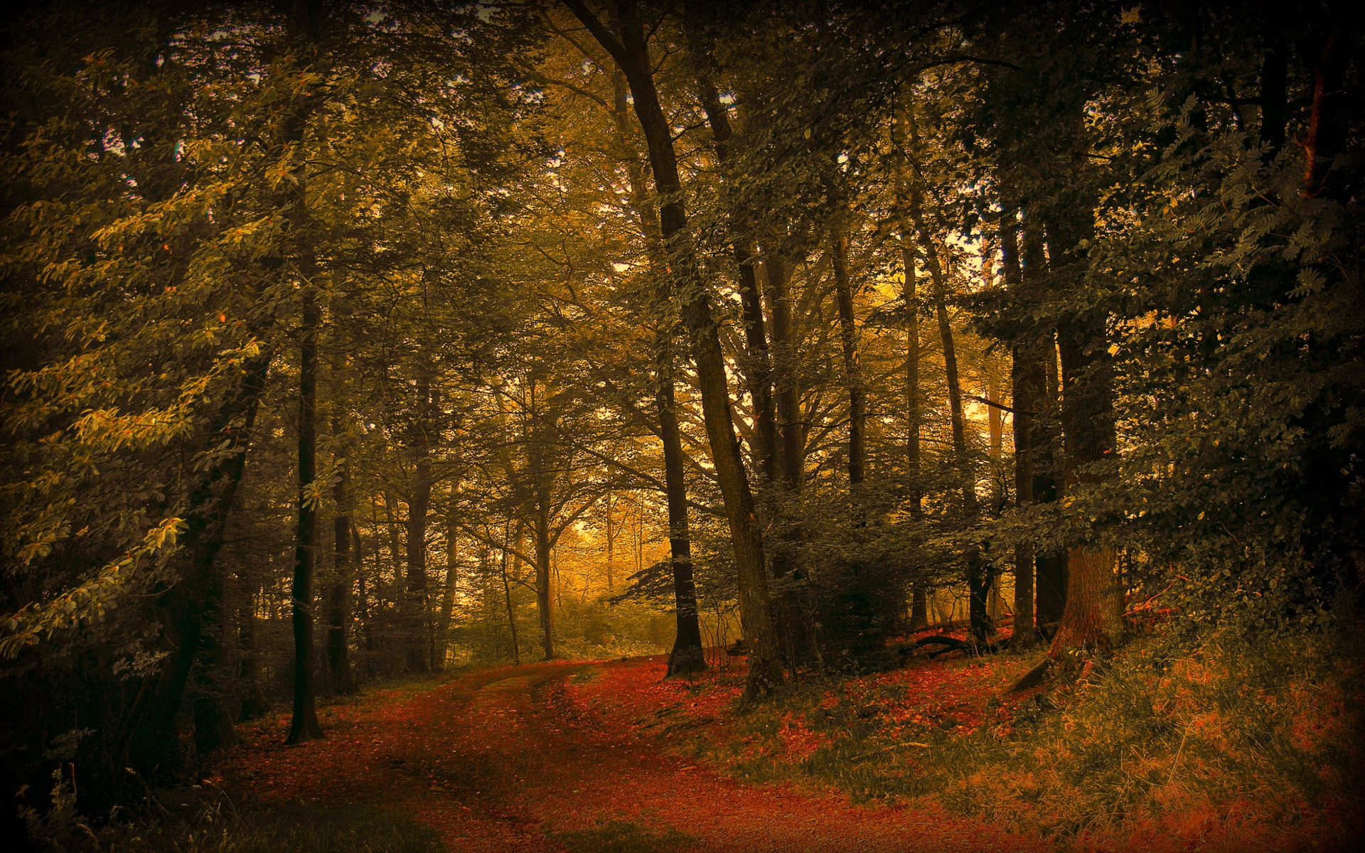landscapes, Nature, Forests, Woods, Trees, Autumn, Fall, Seasons Wallpaper