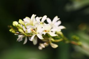 nature, Flowers, White, Flowers